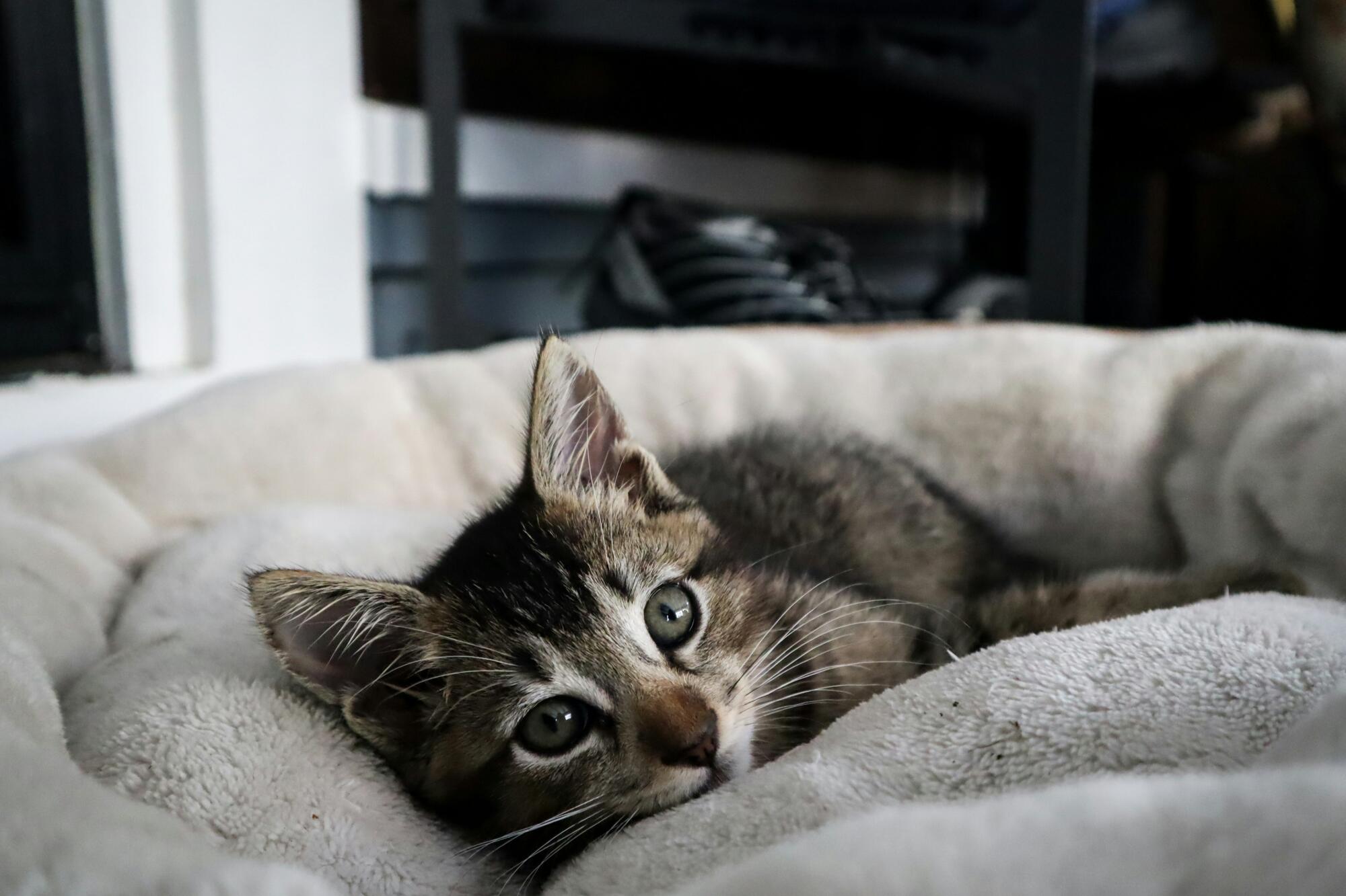 How HOA Rules Can Support and Accommodate Residents with Support Animals